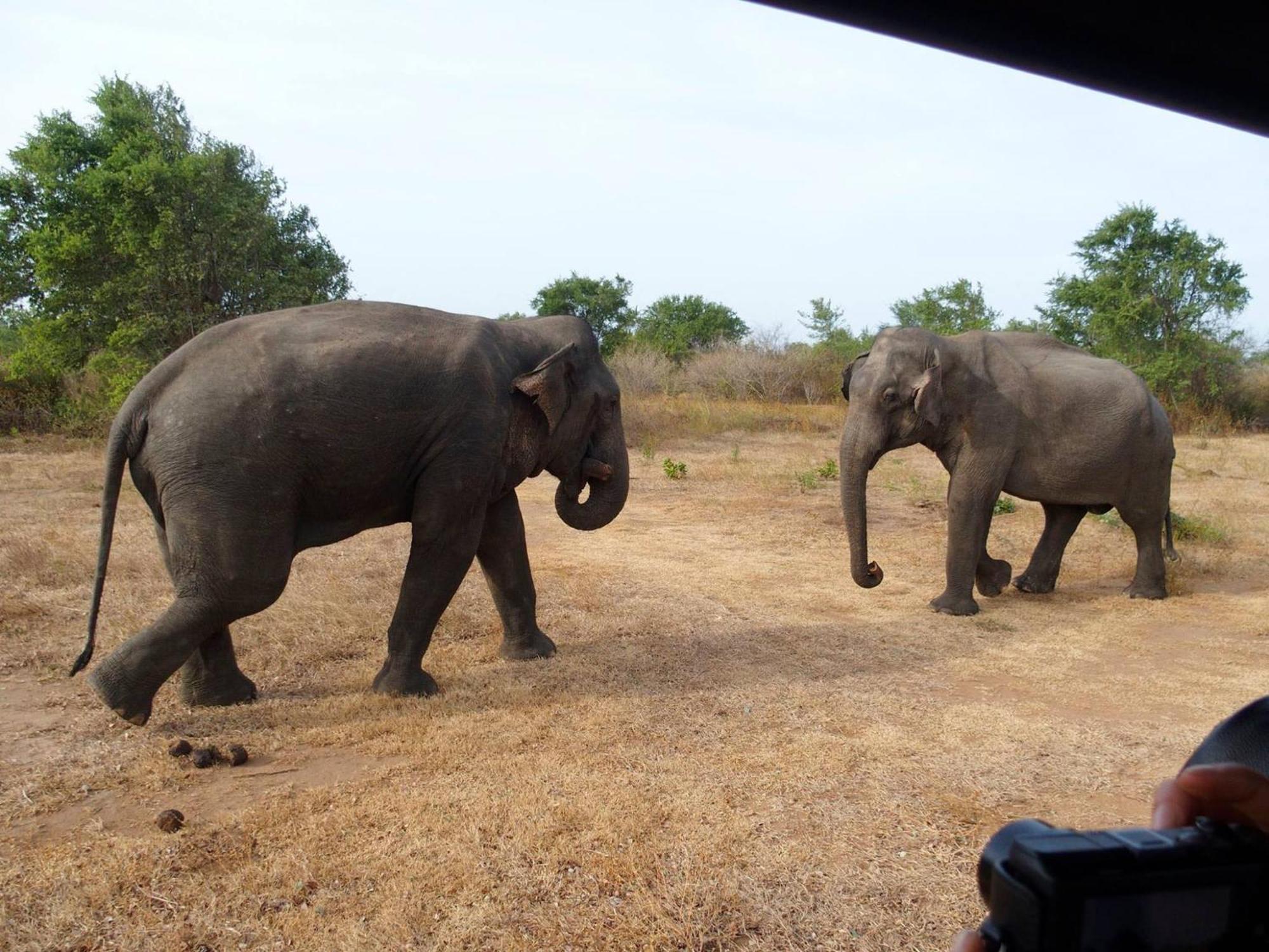 Paramount Safari Cottage Udawalawe Εξωτερικό φωτογραφία